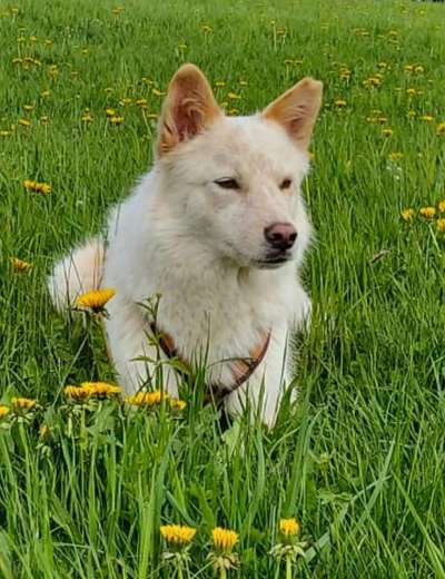 Schäferhund-Beitrag-Bild