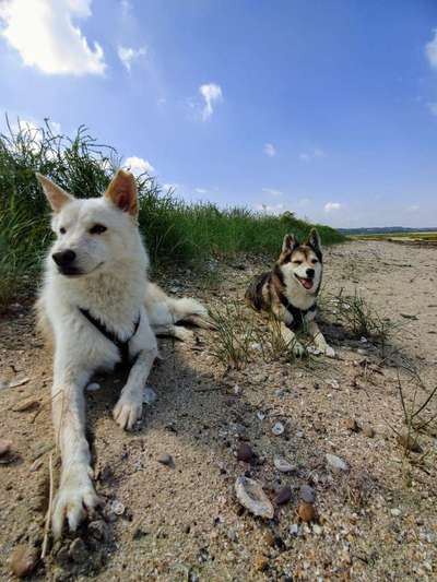 Die Dogorama Kalender Challenge 4/4-Beitrag-Bild