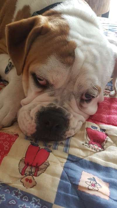 Olde English Bulldogge-Beitrag-Bild