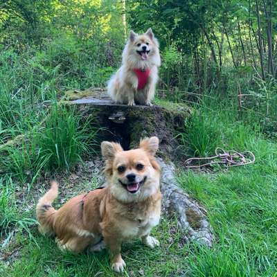Hundetreffen-Spazieren/ wandern mit kleinen Hunden-Bild