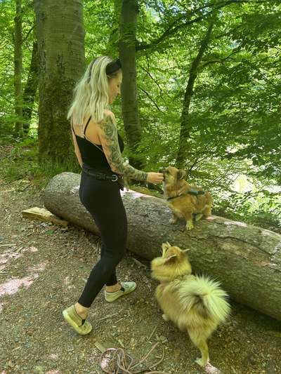 Hundetreffen-Spazieren/ wandern mit kleinen Hunden-Bild