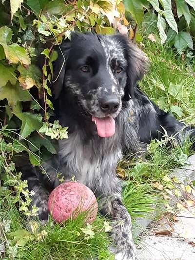 Die Dogorama Kalender Challenge Titelbild-Beitrag-Bild