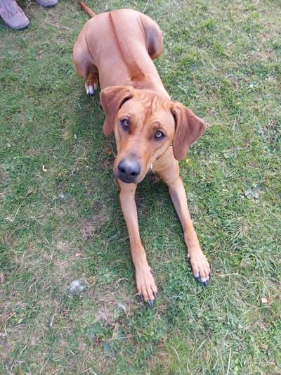 Rhodesian Ridgeback-Beitrag-Bild