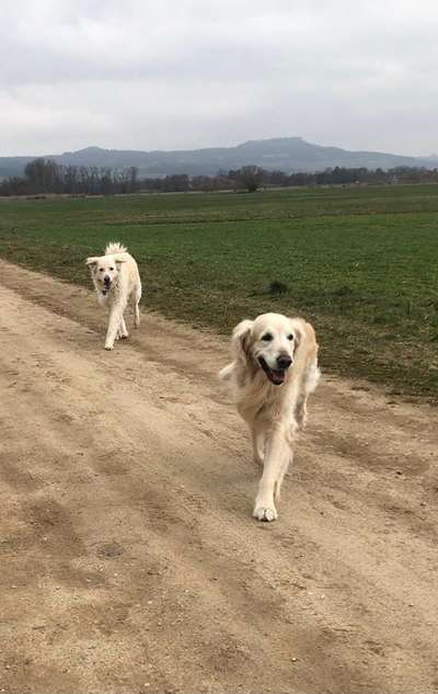 Hundetanz-Beitrag-Bild