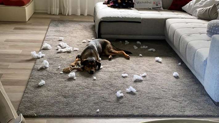 Zeigt mir eure "hol dir einen Hund, wird schön-Bilder"-Beitrag-Bild