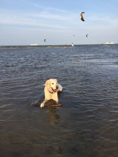 Wo sind die Golden Retriever Liebhaber?-Beitrag-Bild