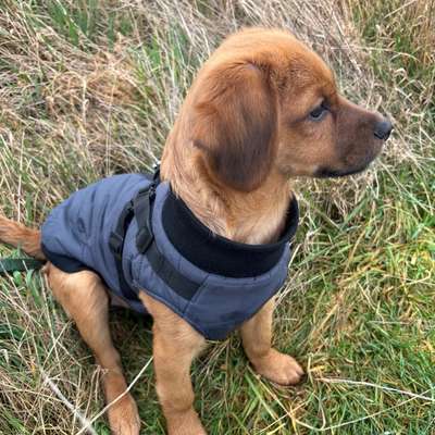 Hundetreffen-Welpentreff in Stolberg-Bild