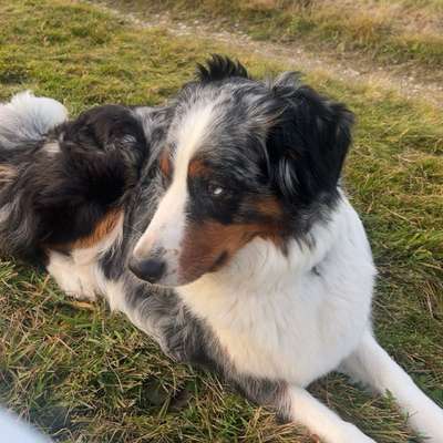 Hundetreffen-Spielpartner gesucht!-Bild