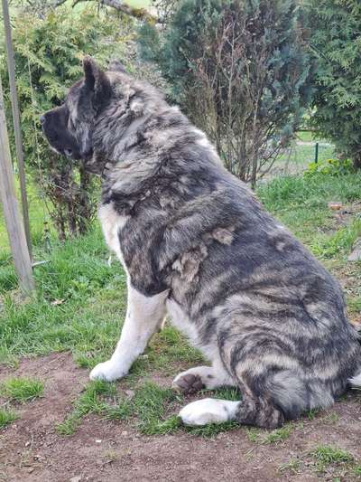 Akita Inu/American Akita (Mix) halter.-Beitrag-Bild