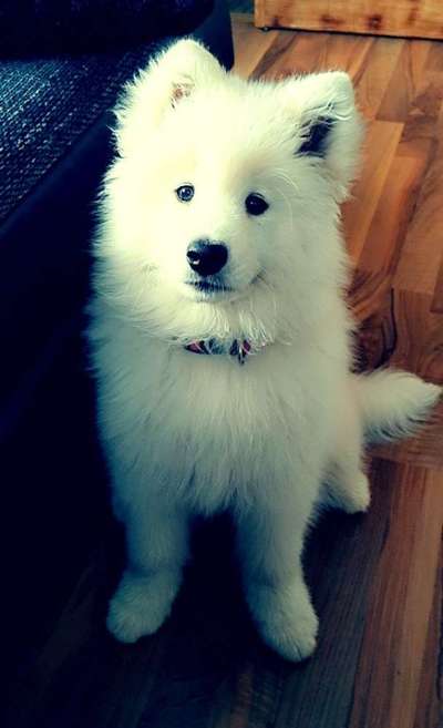 Foto's und Hundemodels-Beitrag-Bild