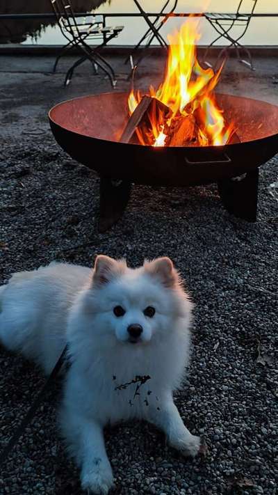 Dogorama Photo Challenge - Portrait-Beitrag-Bild