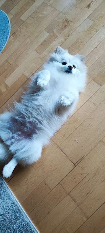 Dogorama Photo Challenge - Portrait-Beitrag-Bild