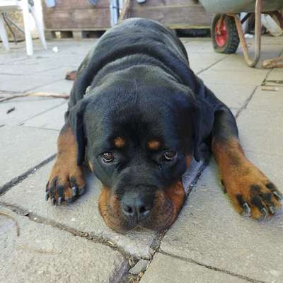 Hundetreffen-Spieltreffen/Hundekumpel-Bild