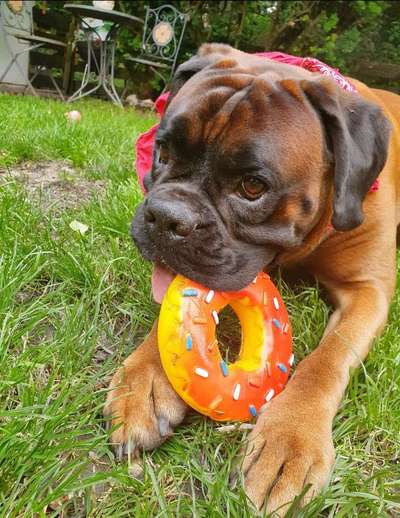 Deutsche Boxer-Beitrag-Bild