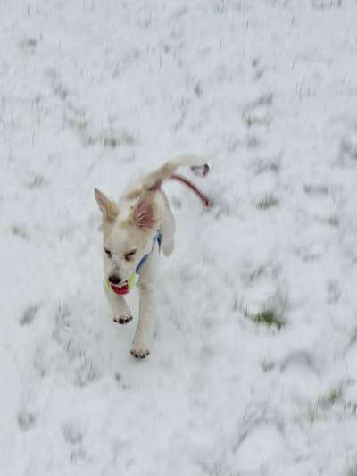 Challenge Nr. 16         Dynamik - Dein Hund in Bewegung-Beitrag-Bild