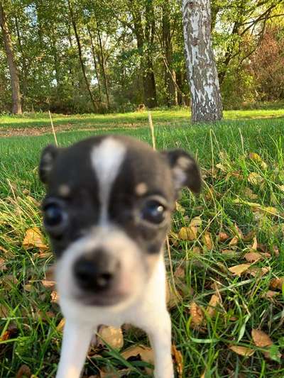 Dein Hund im Dogorama-Kalender 2021-Beitrag-Bild