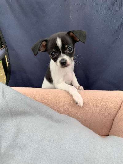 Dein Hund im Dogorama-Kalender 2021-Beitrag-Bild