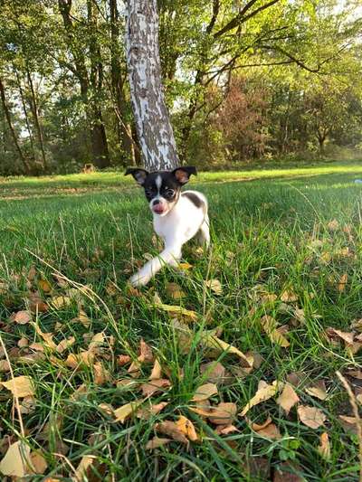 Dein Hund im Dogorama-Kalender 2021-Beitrag-Bild