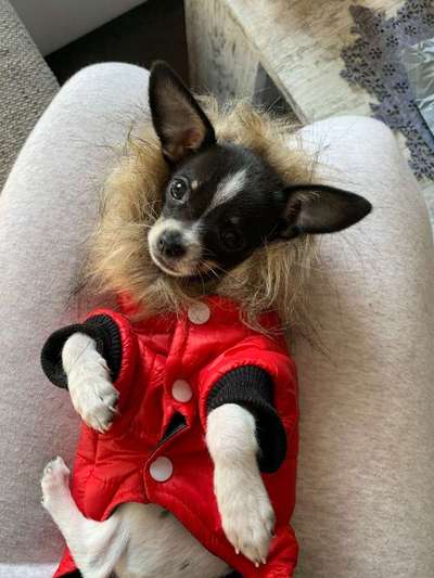 Dein Hund im Dogorama-Kalender 2021-Beitrag-Bild