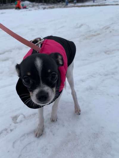 Dein Hund im Dogorama-Kalender 2021-Beitrag-Bild