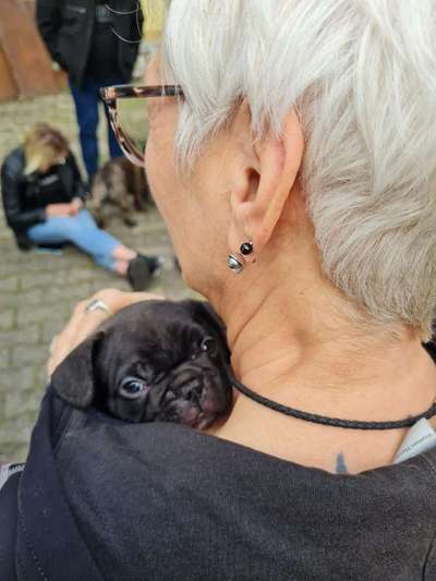 Wie kamst du zu deinem Hund?-Beitrag-Bild