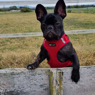 Hundetreffen-Allerlei-Bild