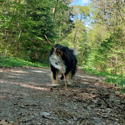 Hundetreffen-Gassirunde Rohrhof-Bild