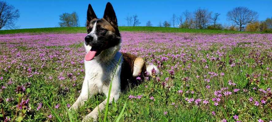 Dogorama Photo Challenge - Frühlingserwachen-Beitrag-Bild