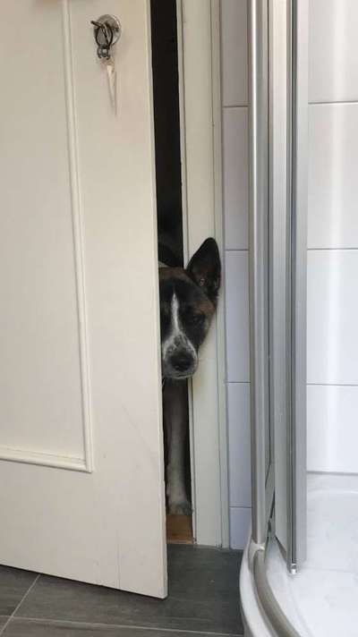 Dogorama Photo Challenge - Durchblick-Beitrag-Bild