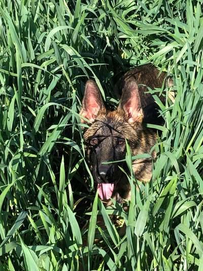 Tongue Out Tuesday-Beitrag-Bild