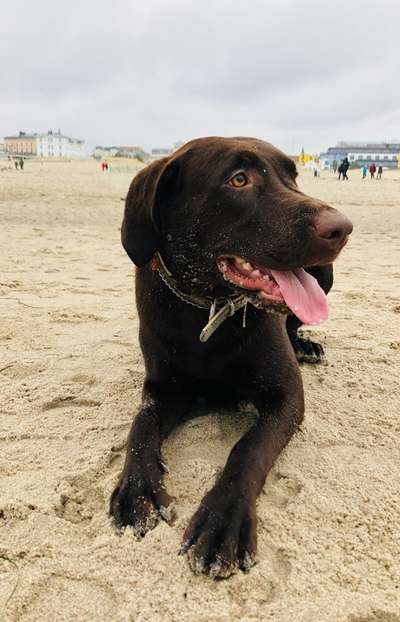 Mischlingshunde Foto Aufruf-Beitrag-Bild