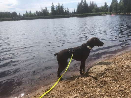 Sind hier Deutsch Kurzhaar/ Jagdhunde?-Beitrag-Bild