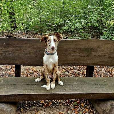 Hundetreffen-Bitte nicht so stürmisch...-Bild