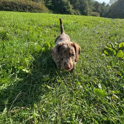 Hundetreffen-Welpentreffen am grünen See-Bild
