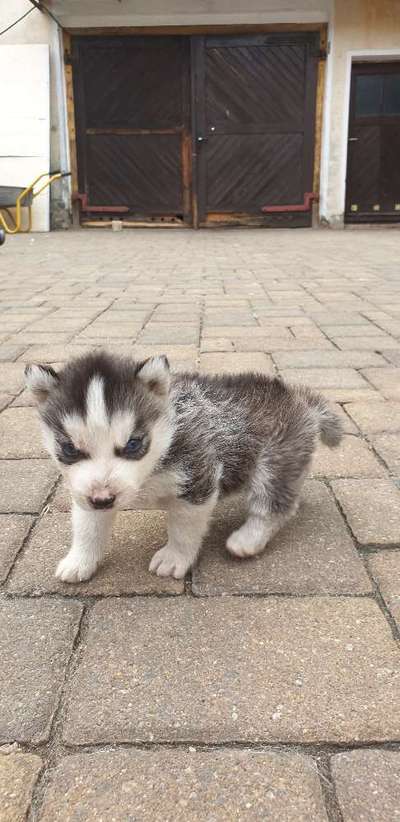 Welpen Bilder !-Beitrag-Bild