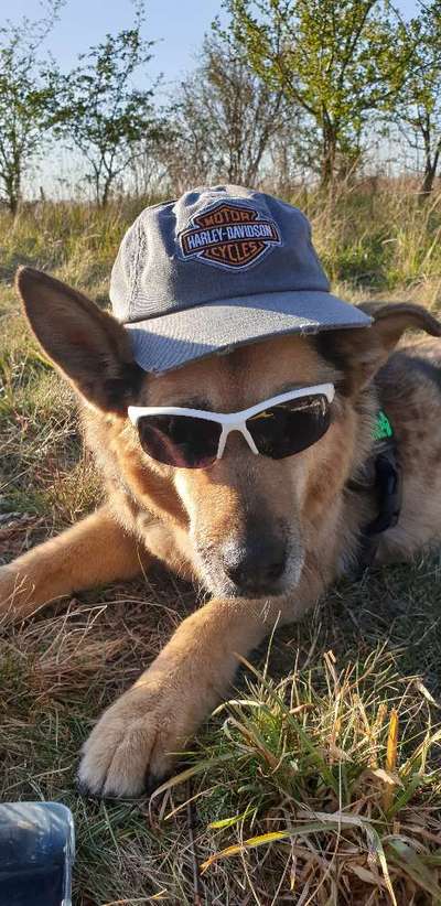 euer ältester Hund ?-Beitrag-Bild