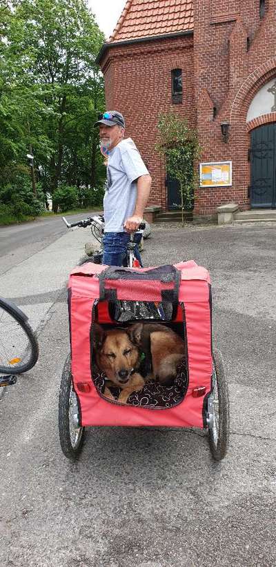 Fahrradanhänger für Hunde-Beitrag-Bild