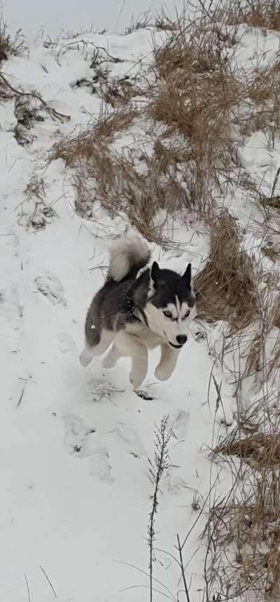 Zeigt die schönsten Schneebilder von eurer Fellnase ❄️-Beitrag-Bild