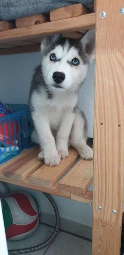 Welpen Bilder !-Beitrag-Bild