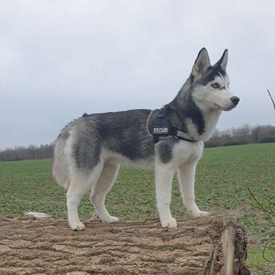 Hundetreffen-Treffen der Nordischen/Nordischen Mischlinge-Profilbild