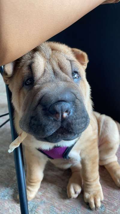 Welpen Bilder !-Beitrag-Bild