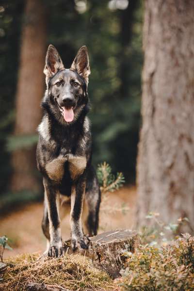 Schäferhund-Beitrag-Bild