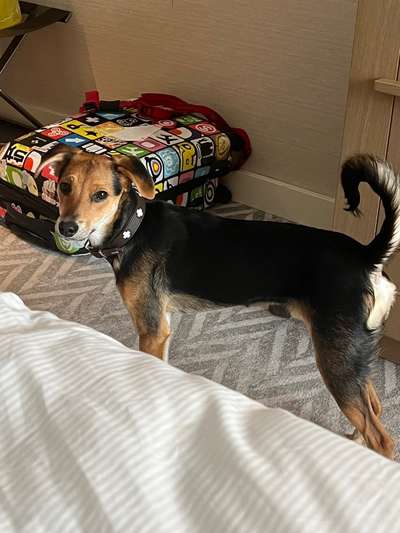 Griechische Bracke-Beitrag-Bild