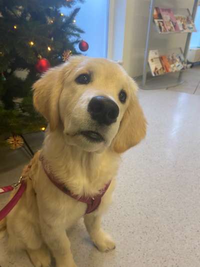 Hundetreffen-Goldietreffen-Bild