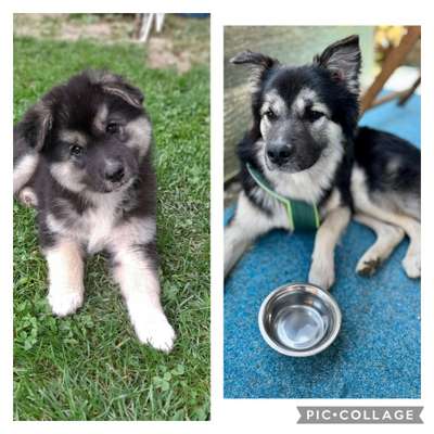 Vom Welpen zum Hund-Beitrag-Bild