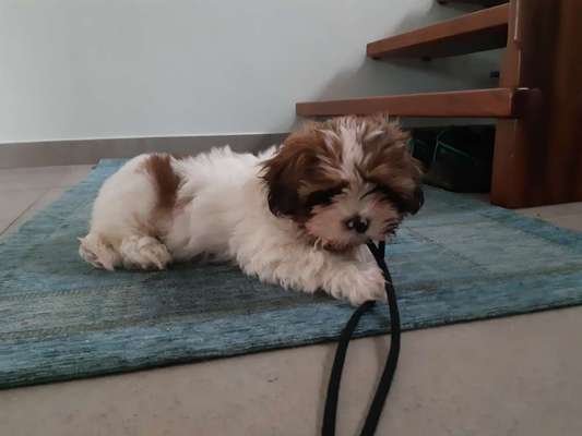 Hundetreffen-Welpentreffen 10 - 16 Monate-Bild