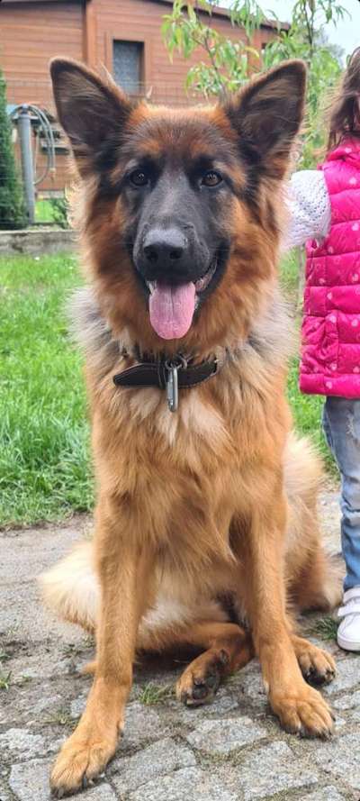 Alles rund um den Schäferhund, diskutieren erwünscht.-Beitrag-Bild