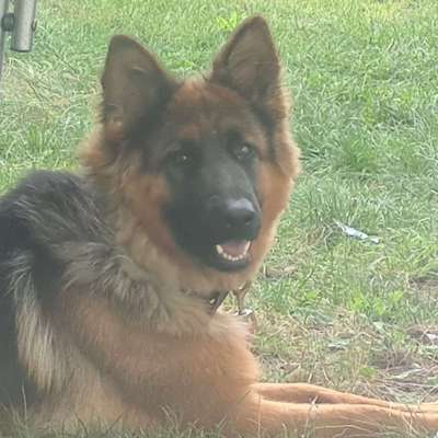 Hundetreffen-Treffen mit großen oder mit mittleren Hunden-Profilbild