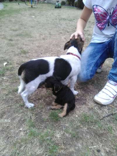 Welpen Bilder !-Beitrag-Bild