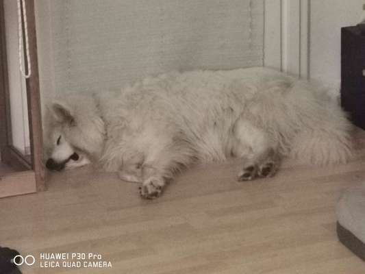 Samojede-Beitrag-Bild